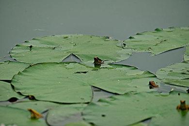 《掷在四方》闪击测试招募开启！乱斗好戏等你来